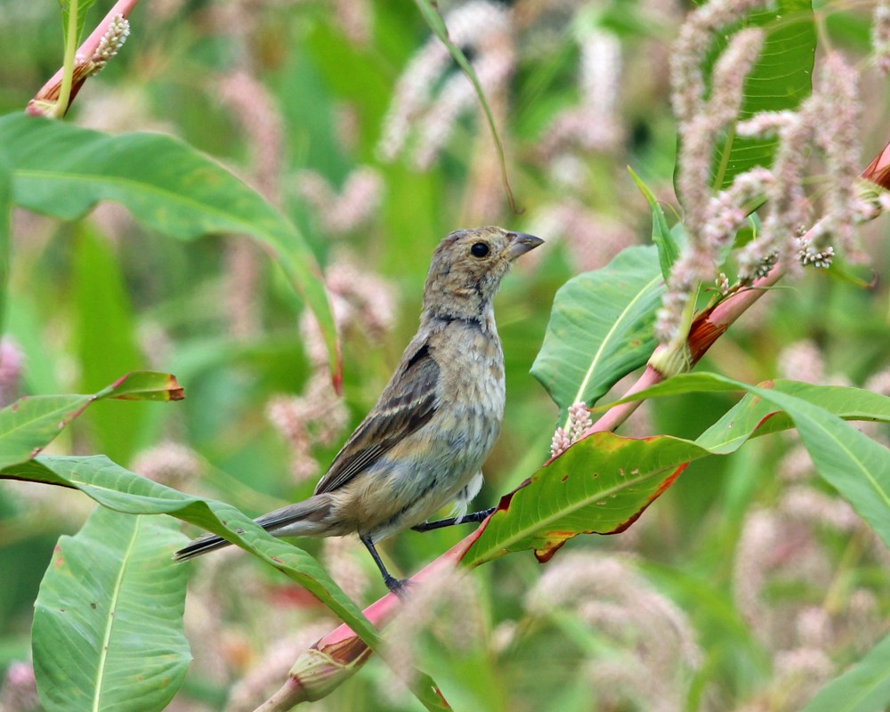 Indigo Bunting - Tom Murray