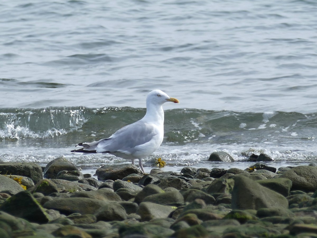 Herring Gull (American) - ML175303271