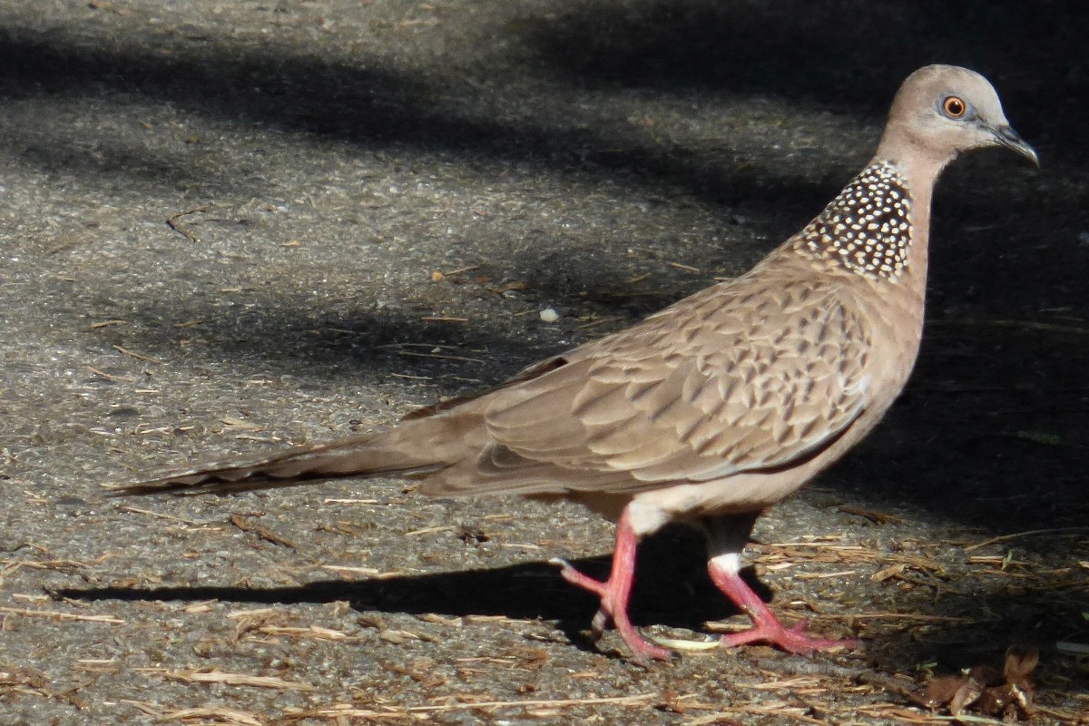 Spotted Dove - ML175303641