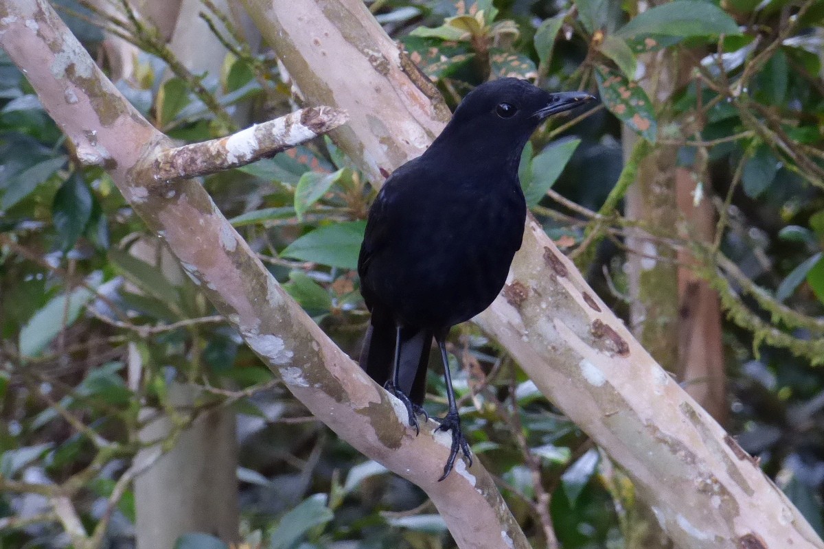 Bornean Whistling-Thrush - ML175304161