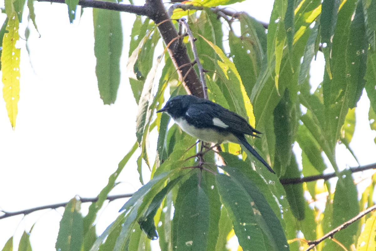 Black-throated Blue Warbler - ML175304671
