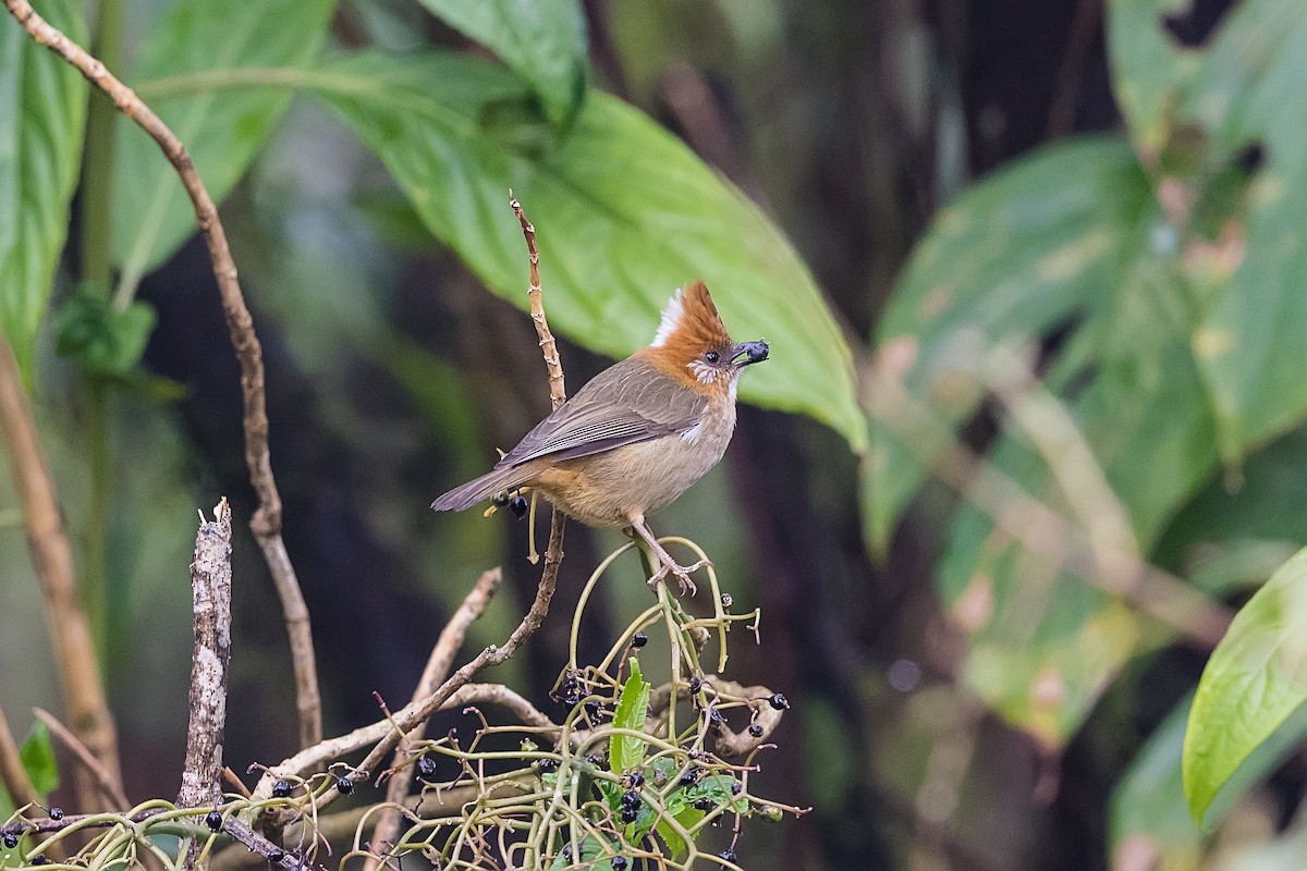 White-naped Yuhina - Stefan Hirsch