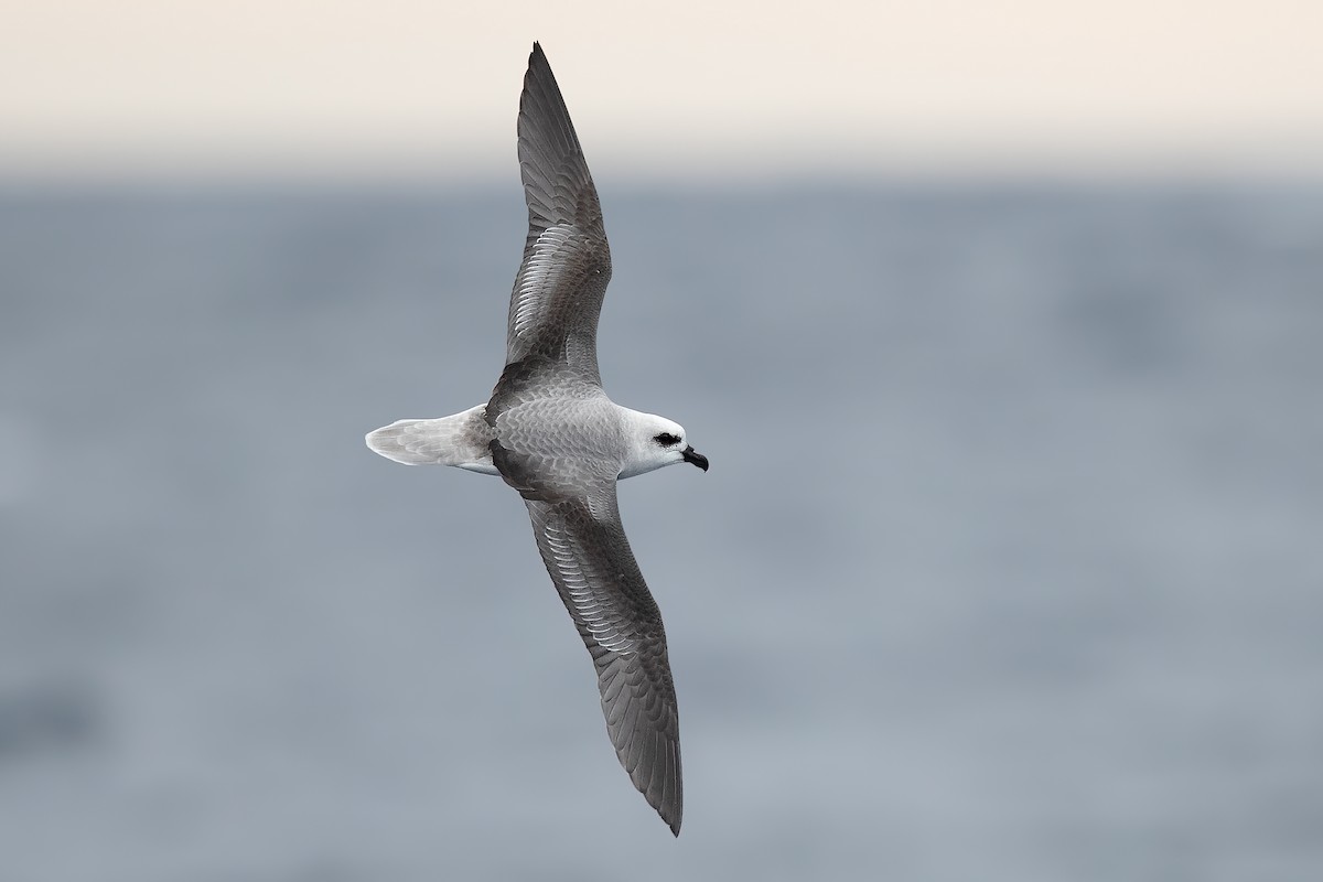 White-headed Petrel - JJ Harrison