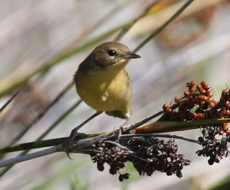 Common Yellowthroat - ML175305331