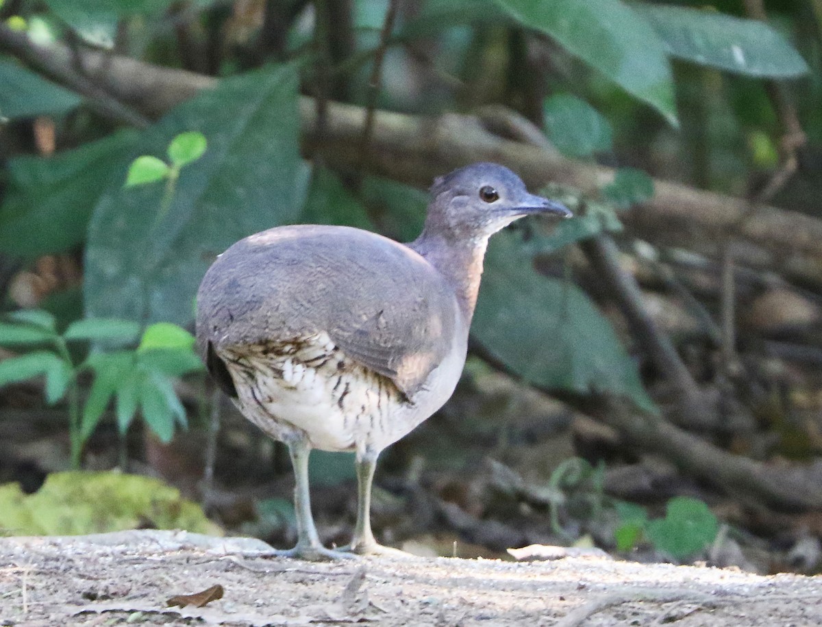 Undulated Tinamou - ML175308971