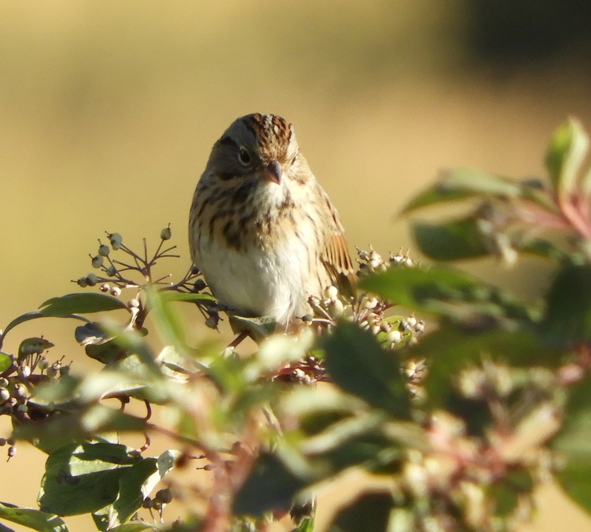 Lincoln's Sparrow - Peter Olsoy