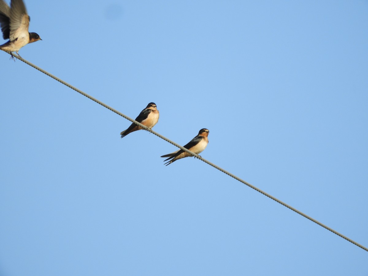 Barn Swallow - ML175310011