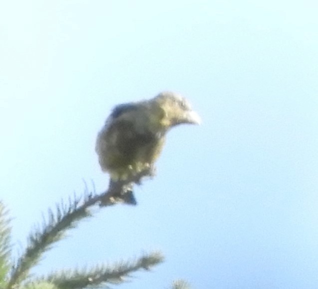 Evening Grosbeak - ML175310351