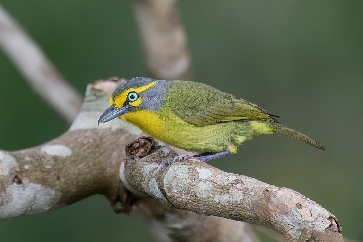 Slaty-capped Shrike-Vireo - Alexandre Gualhanone