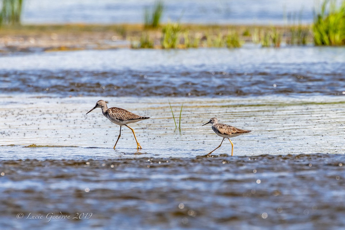 Greater Yellowlegs - Lucie Gendron