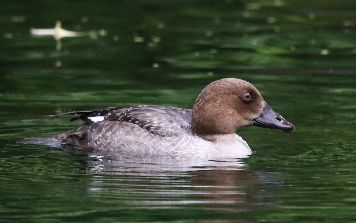 Common Goldeneye - Loren Kliewer