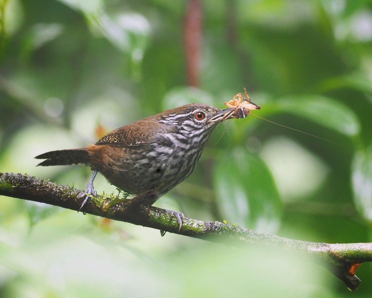 Stripe-breasted Wren - ML175313741