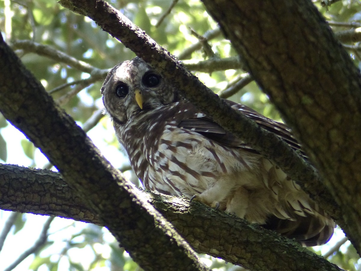 Barred Owl - ML175316661