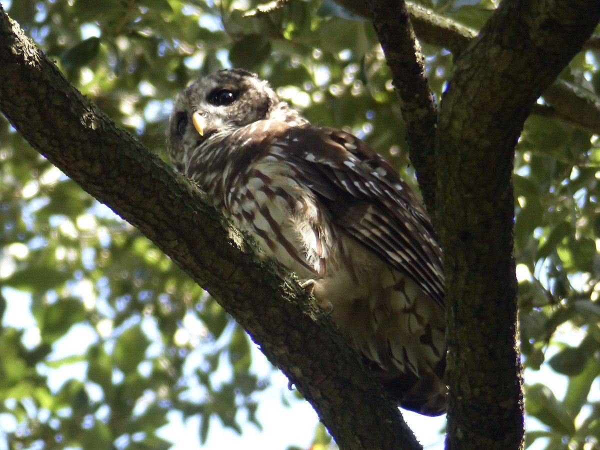 Barred Owl - ML175317051