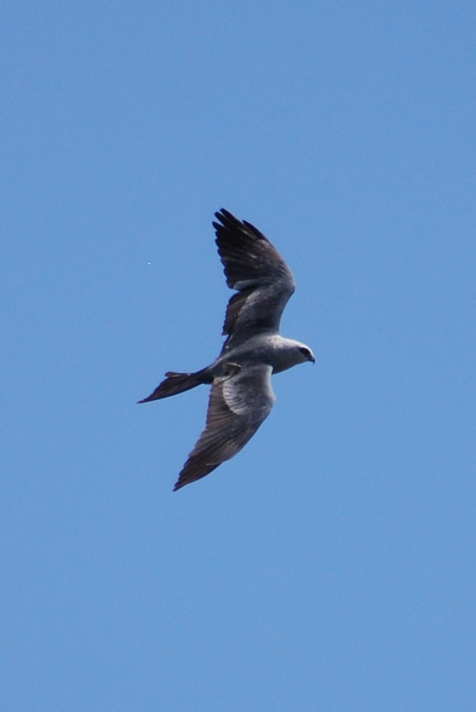 Mississippi Kite - ML175318671