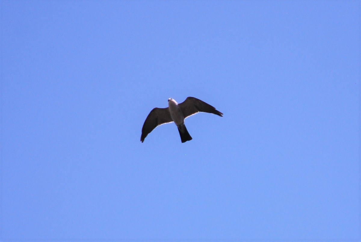 Mississippi Kite - ML175318711