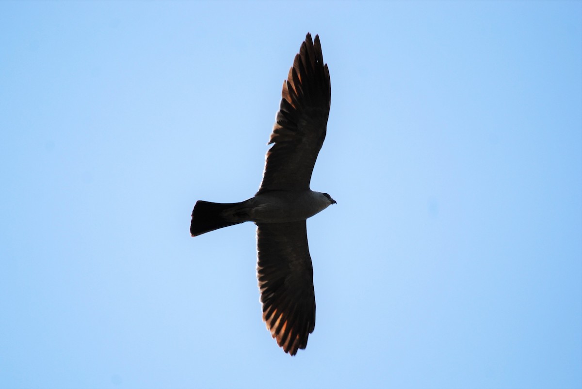 Mississippi Kite - ML175318741