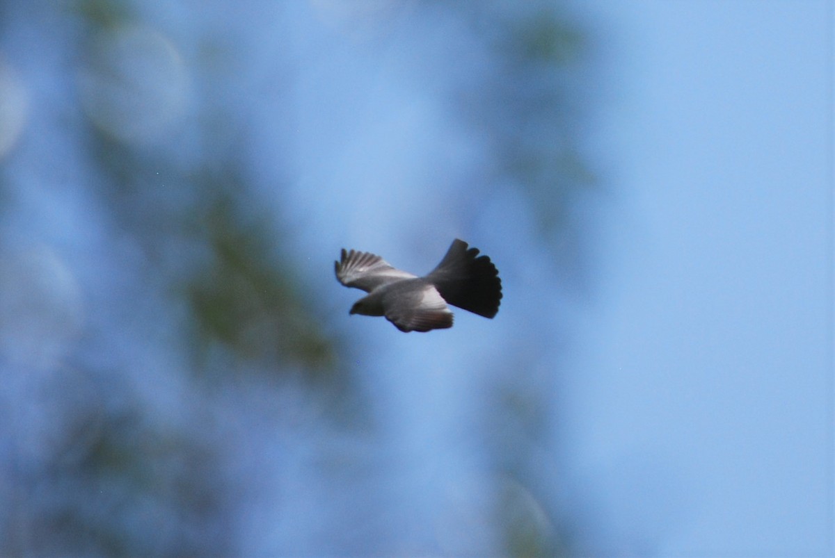 Mississippi Kite - ML175318761