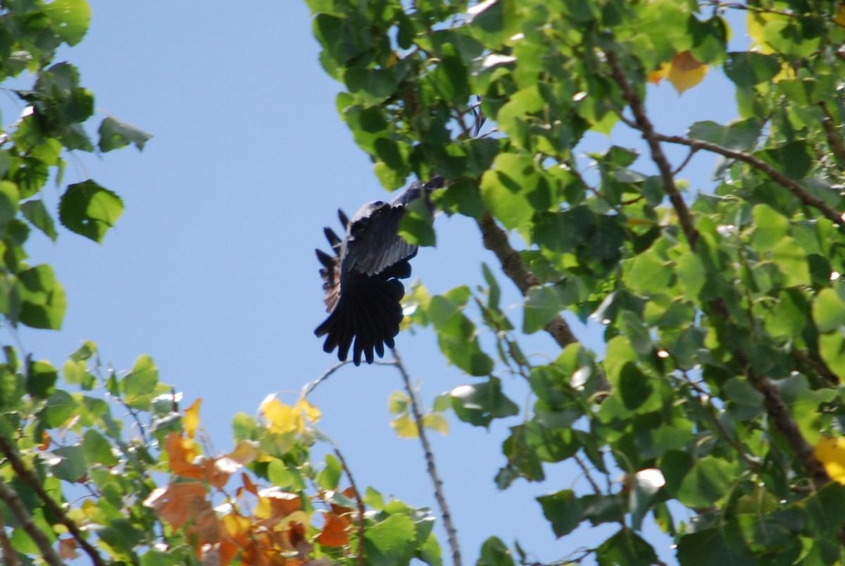 Mississippi Kite - ML175318781