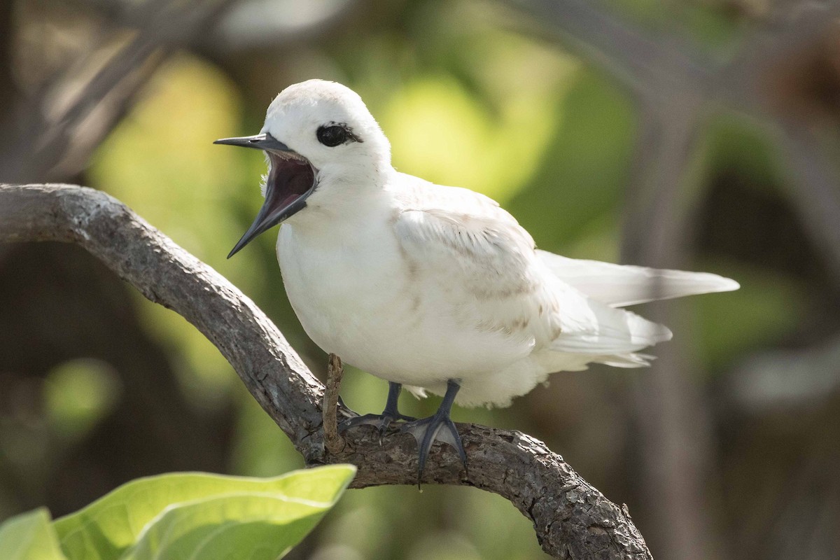 White Tern - ML175319471