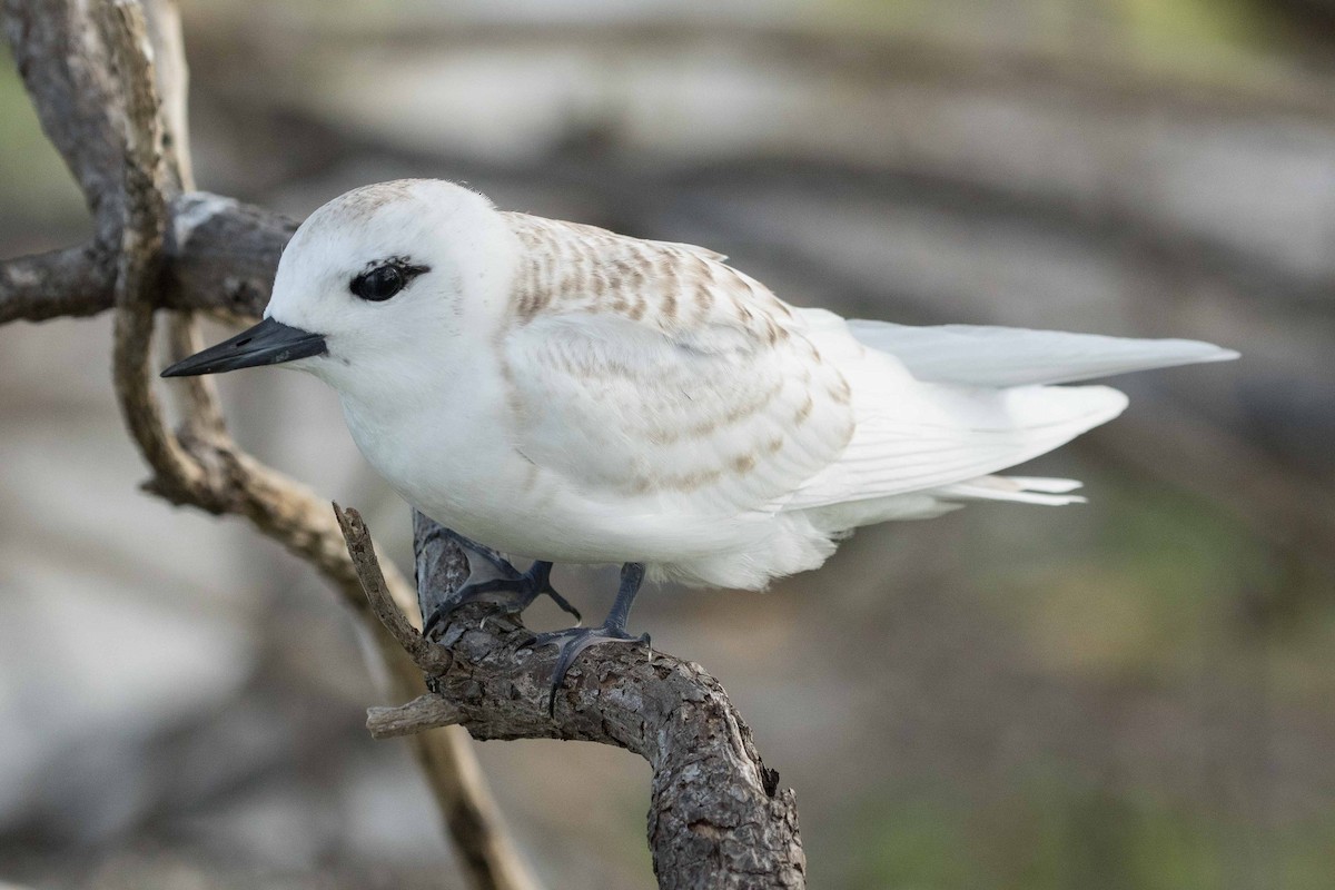 White Tern - ML175319531