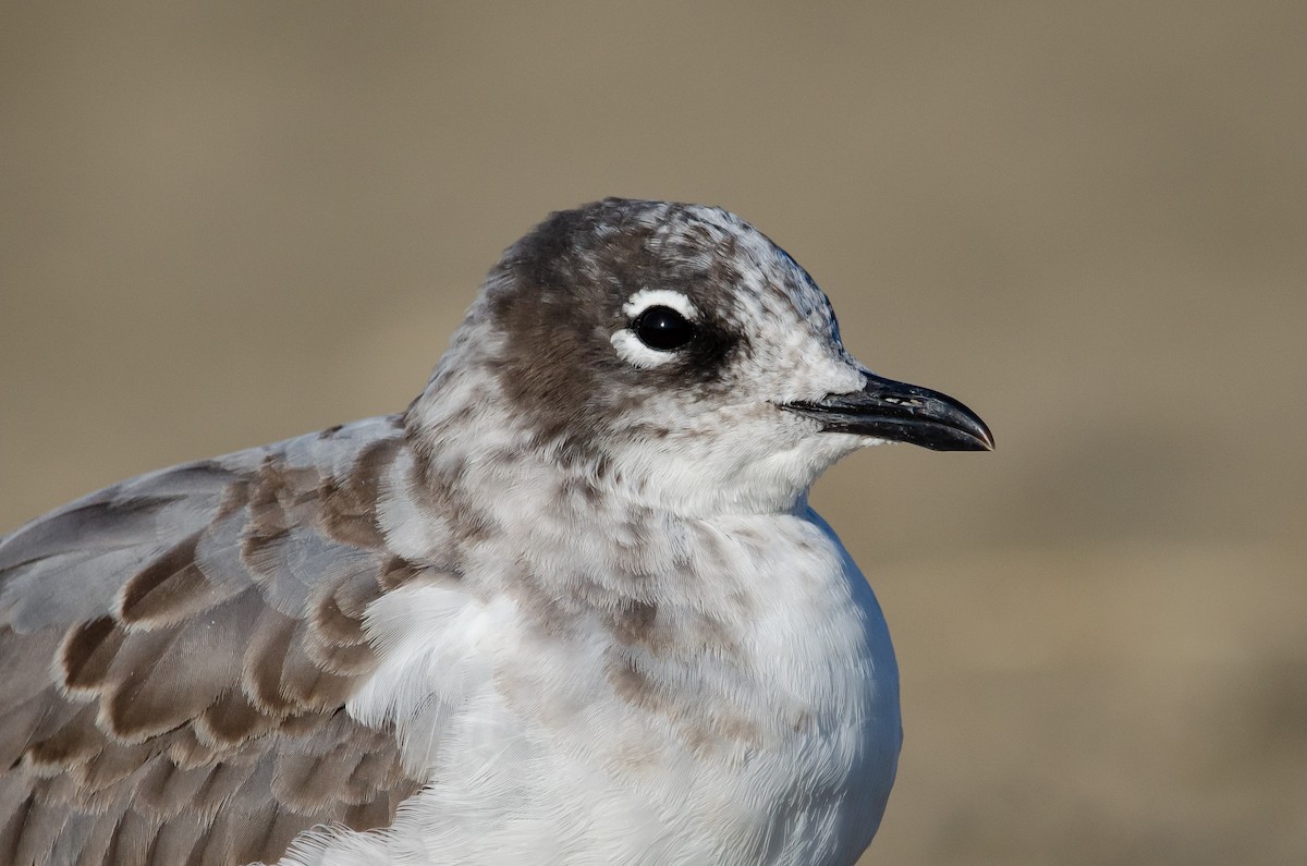 Franklin's Gull - ML175320251