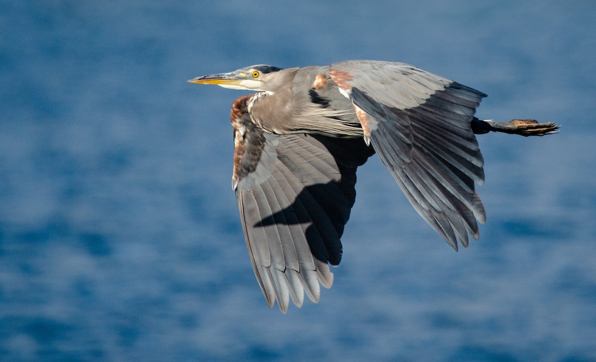 Garza Azulada - ML175320341