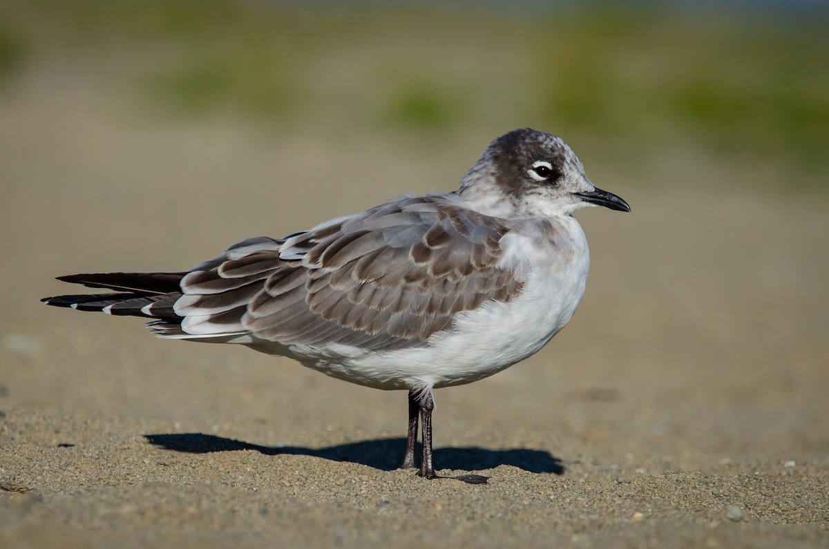 Franklin's Gull - ML175320371