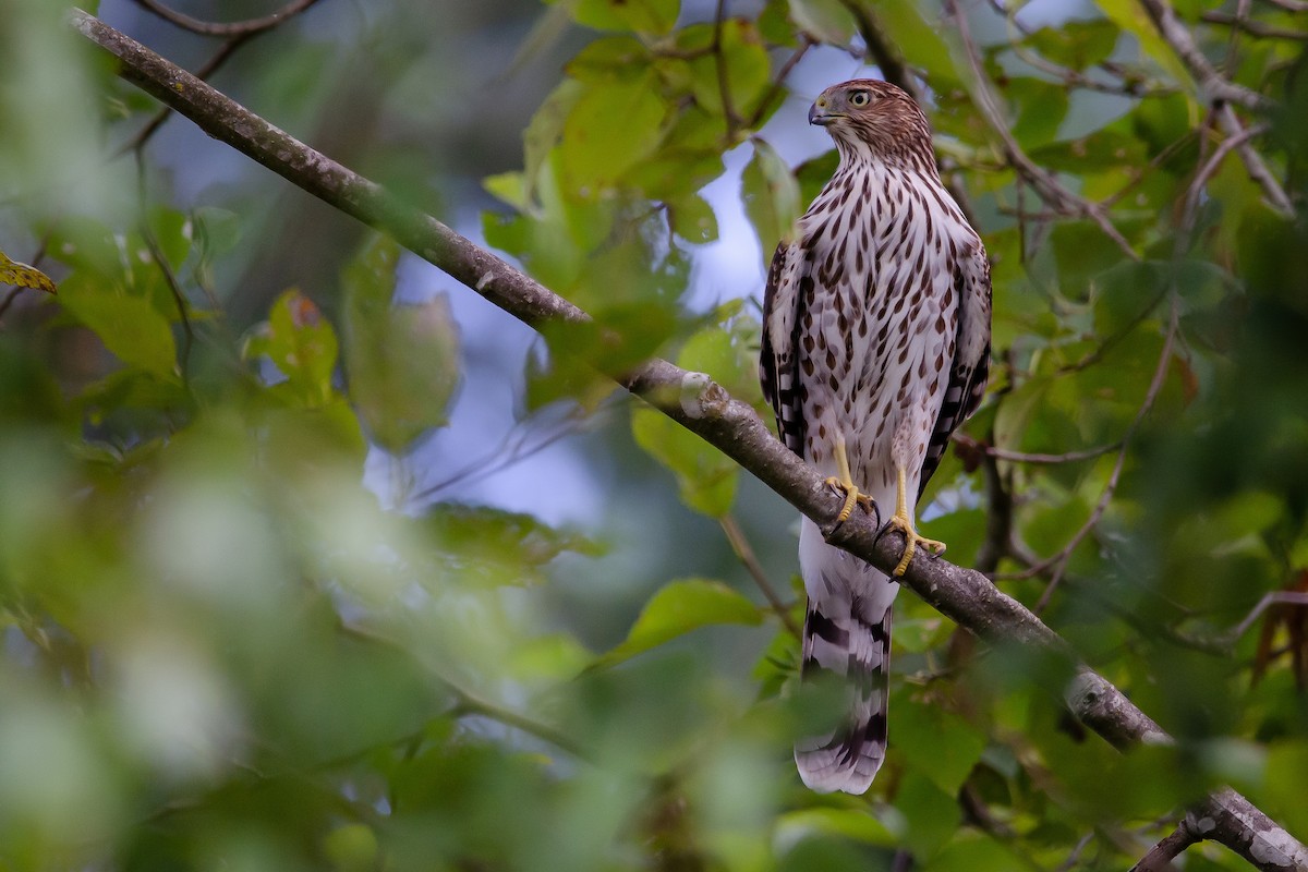 Cooper's Hawk - Mason Maron