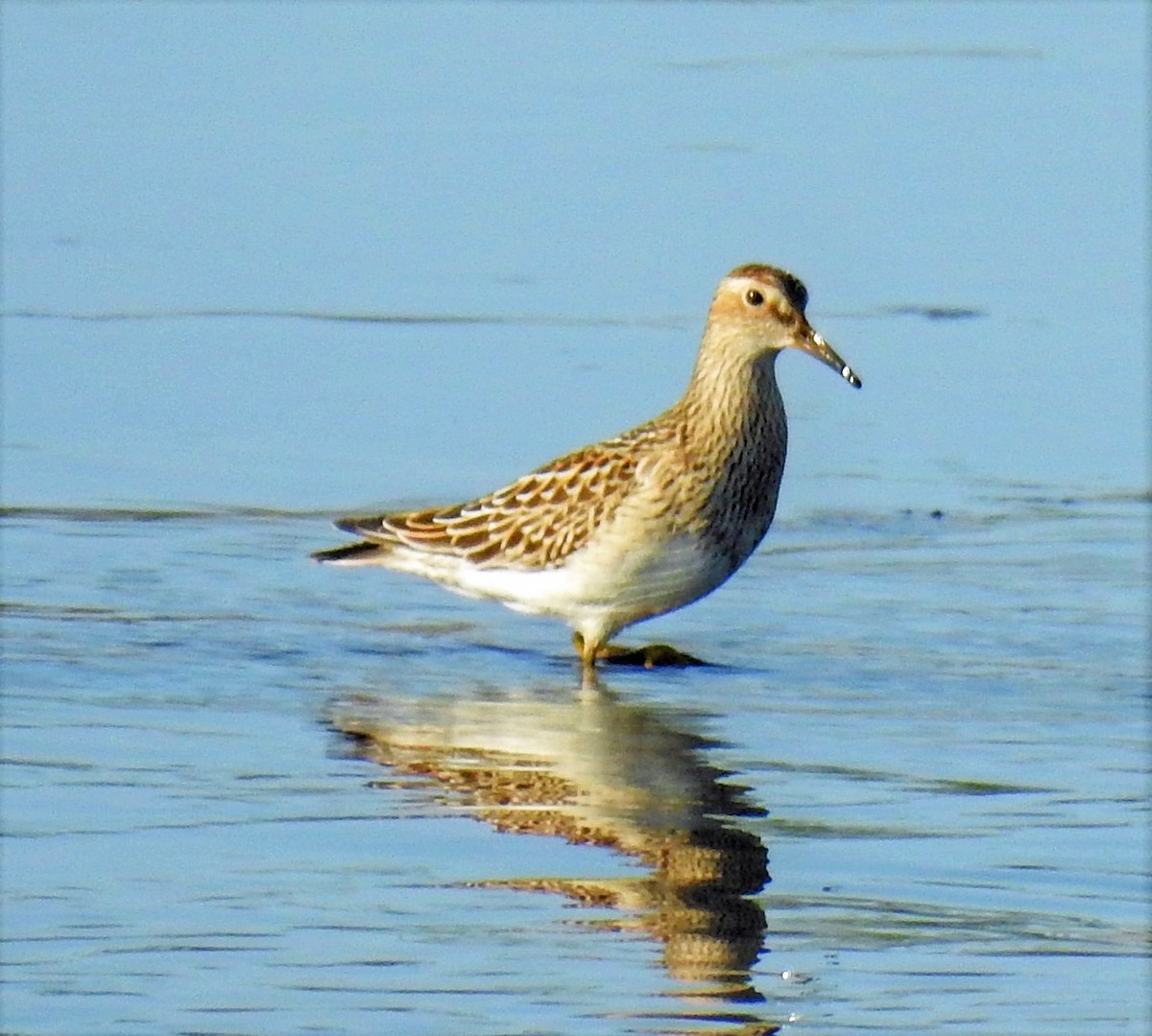 Pectoral Sandpiper - ML175321291