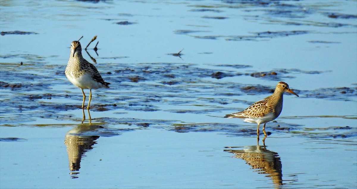 Pectoral Sandpiper - ML175321341