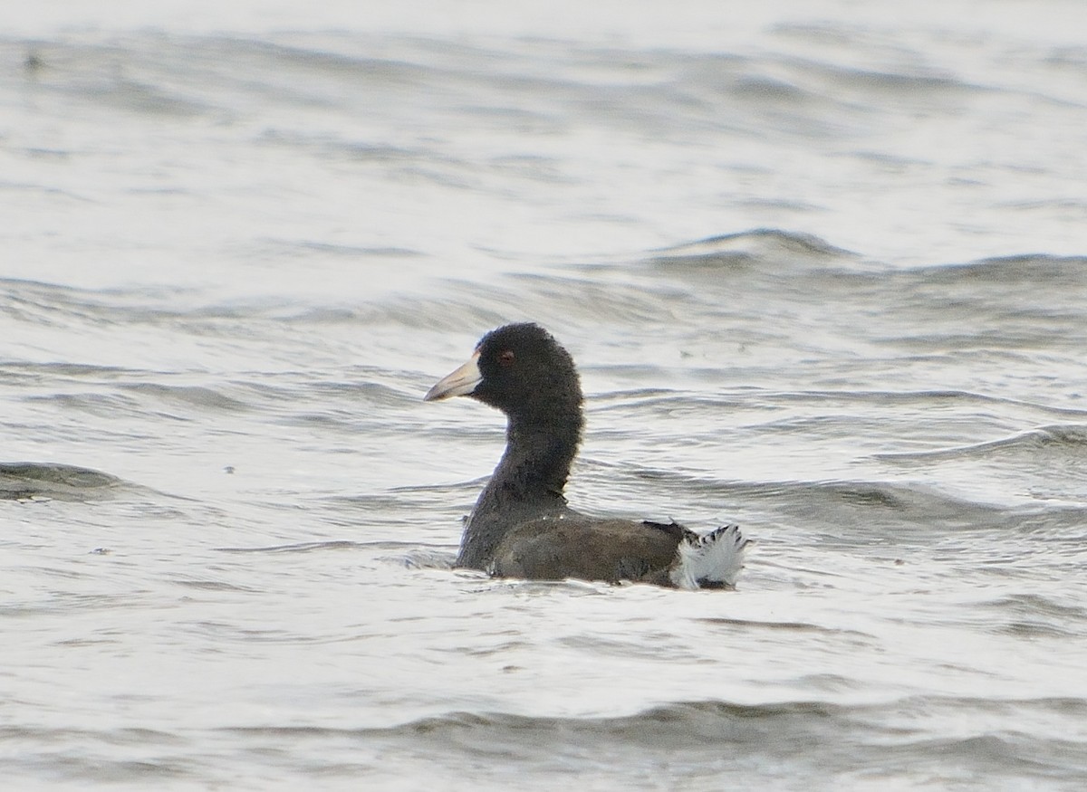 American Coot - ML175321751