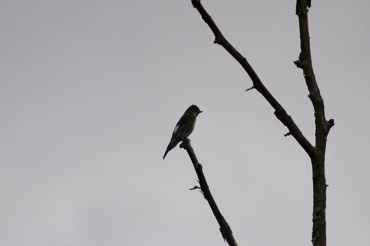 Olive-sided Flycatcher - Ryan Bass