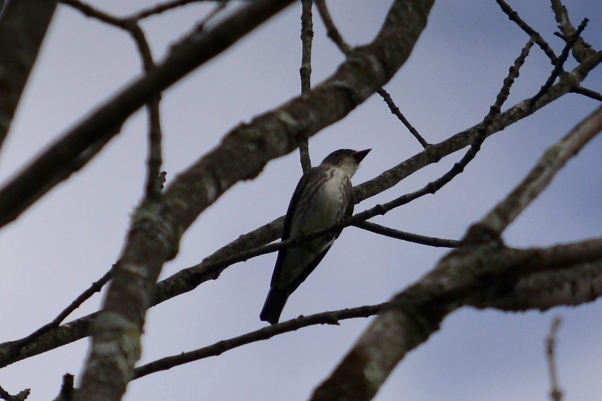 Olive-sided Flycatcher - ML175322581