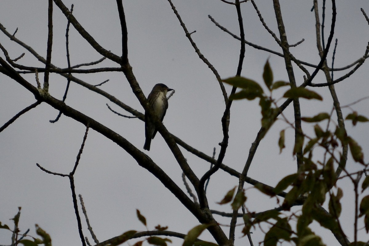 Olive-sided Flycatcher - Ryan Bass