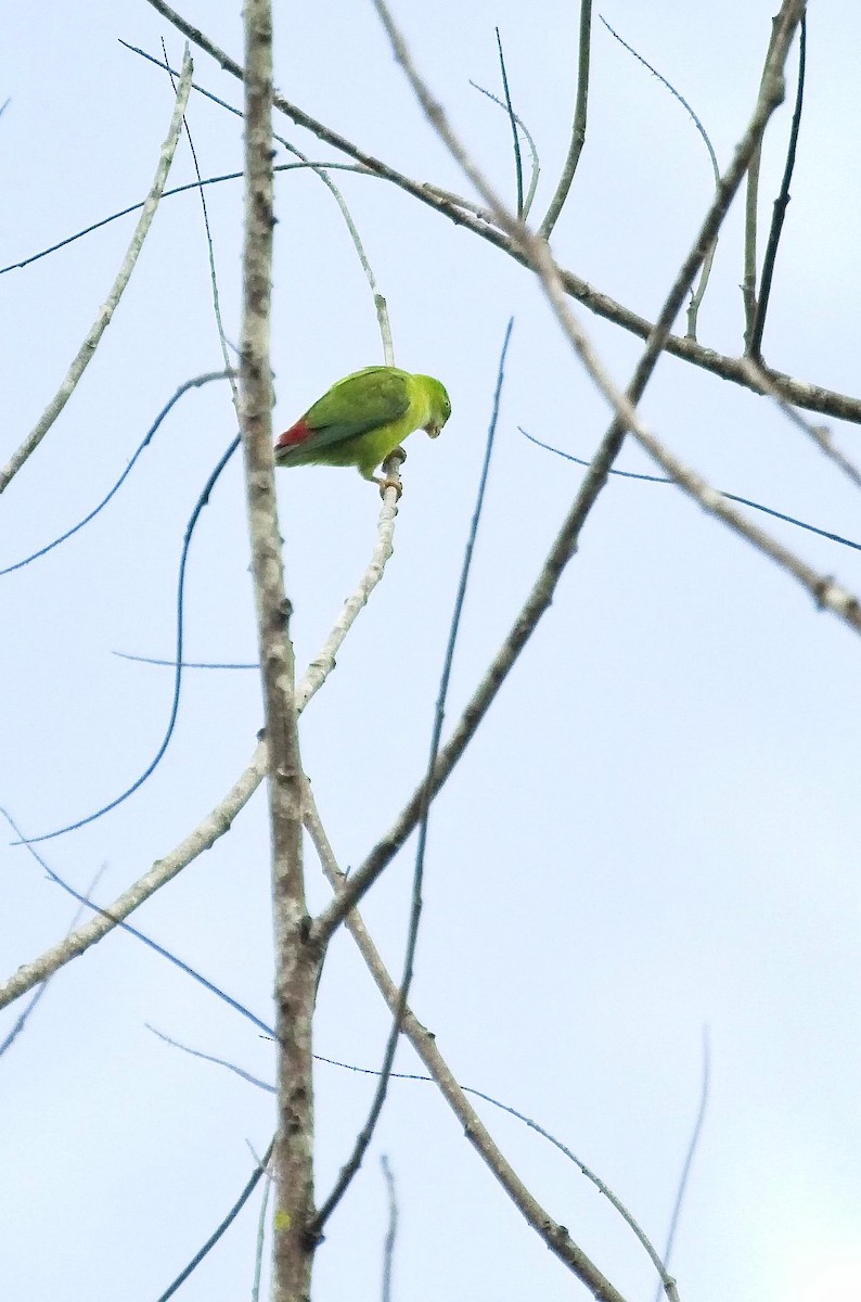 Vernal Hanging-Parrot - ML175323571