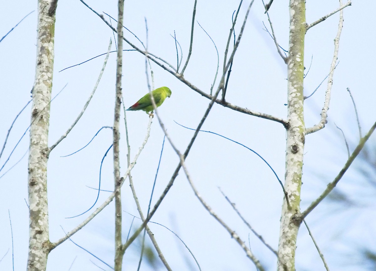 Vernal Hanging-Parrot - ML175323591