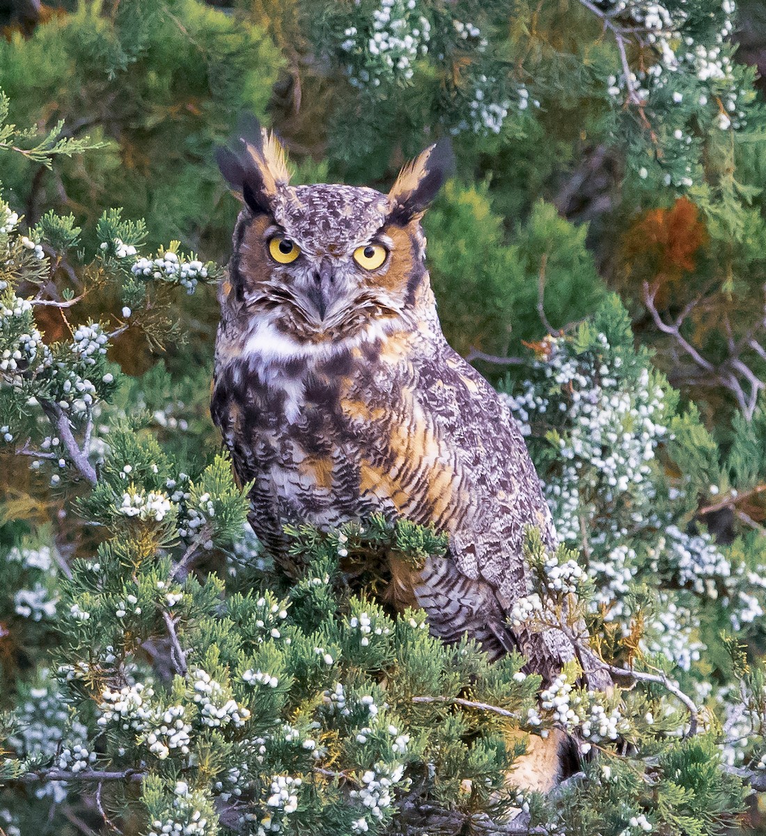 Great Horned Owl - ML175324111