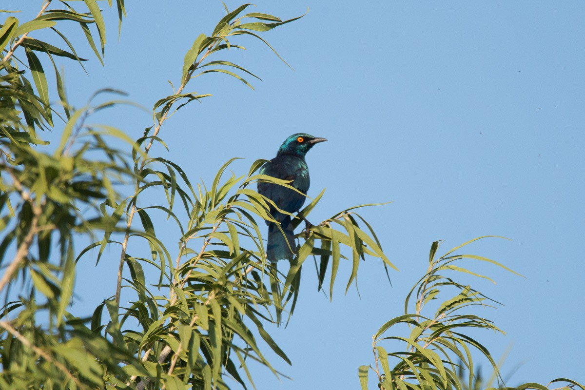 Bronze-tailed Starling - ML175325171