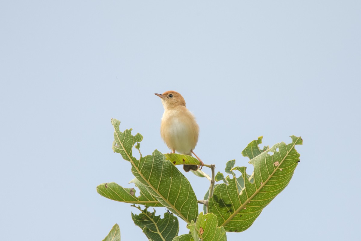 Foxy Cisticola - ML175325251