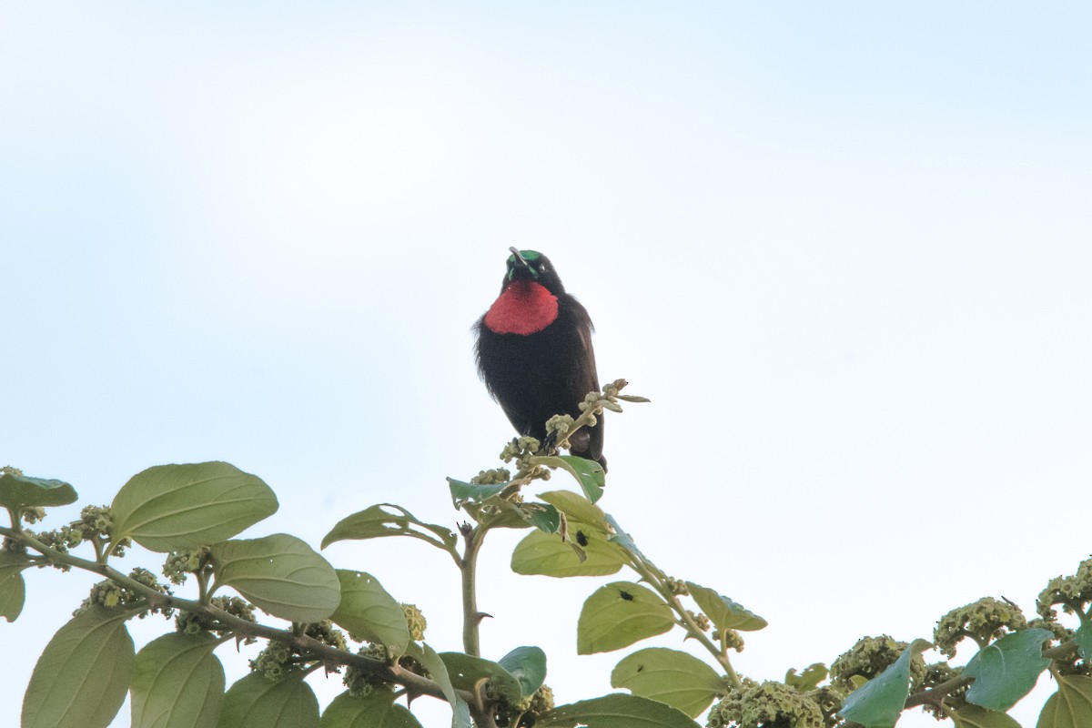 Scarlet-chested Sunbird - ML175325631