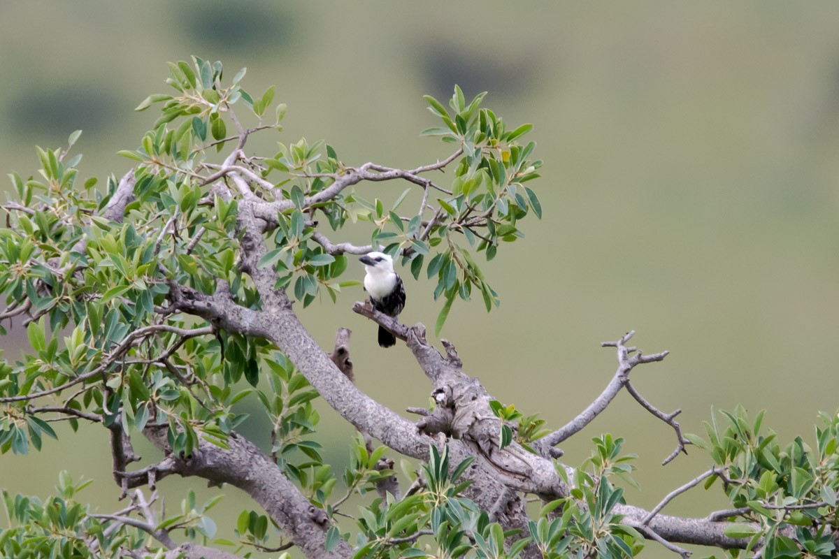 White-headed Barbet - ML175325931