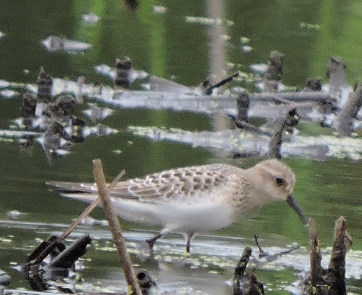 Baird's Sandpiper - Kari Warner