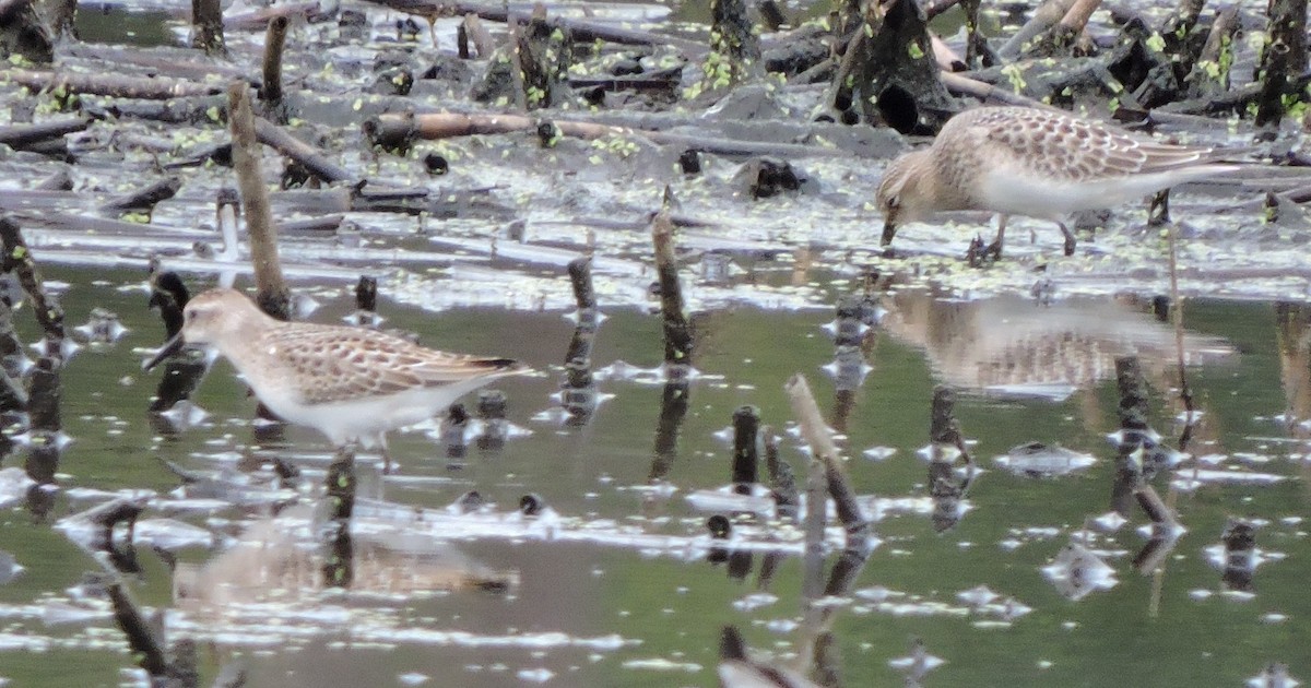 Baird's Sandpiper - ML175326261