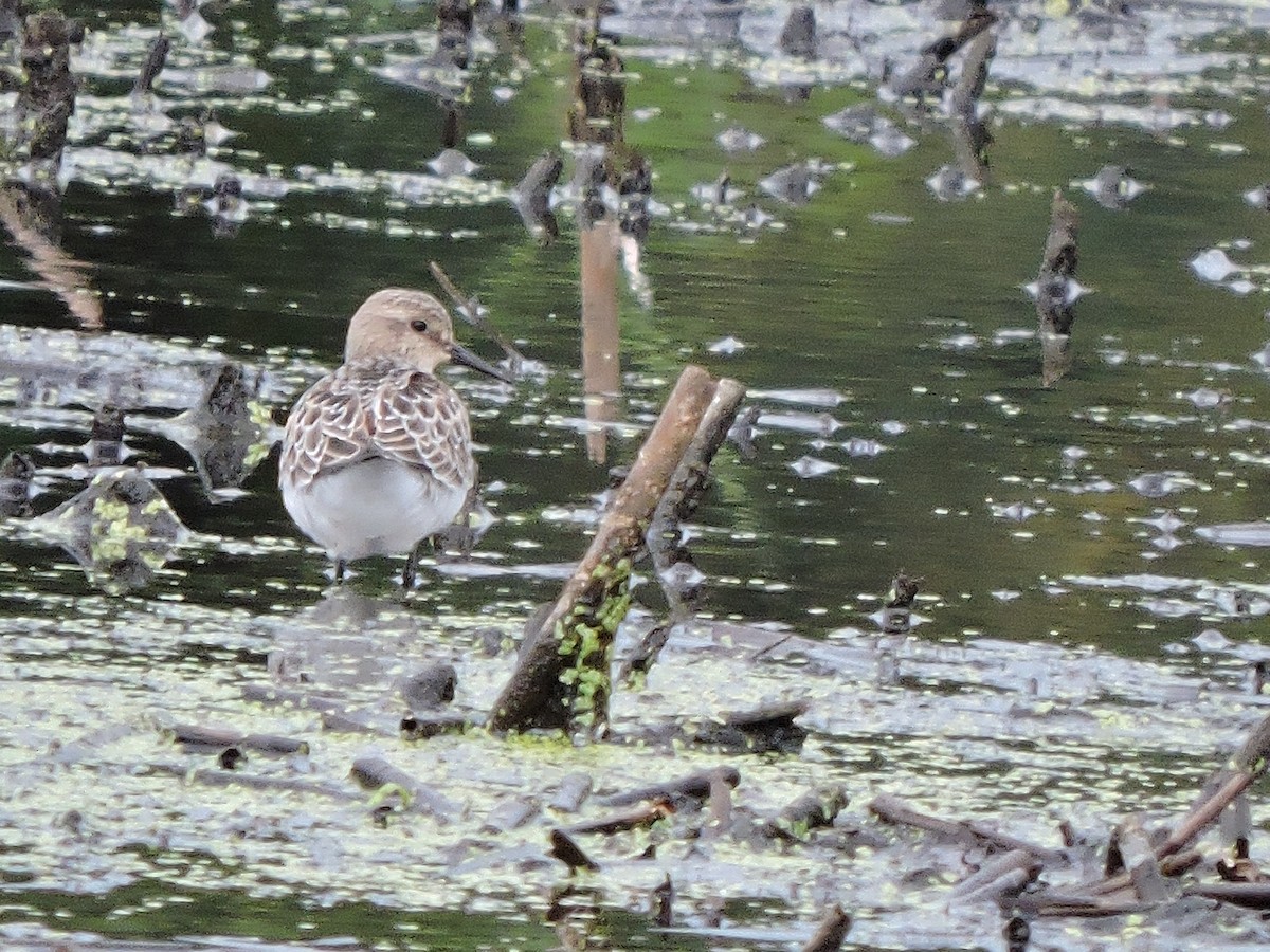 Baird's Sandpiper - ML175326341