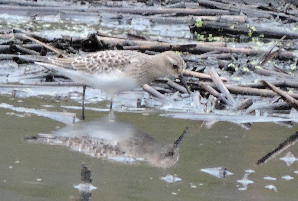 Baird's Sandpiper - Kari Warner