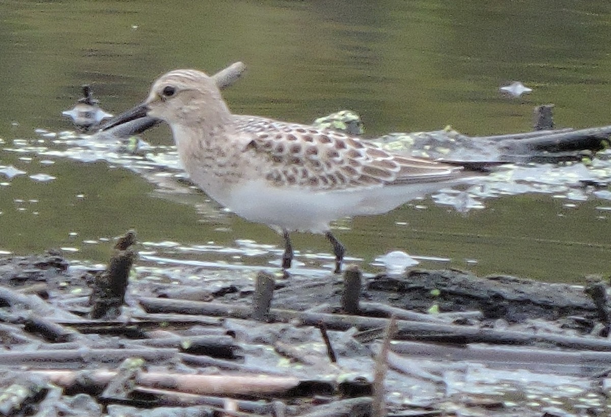 Baird's Sandpiper - Kari Warner