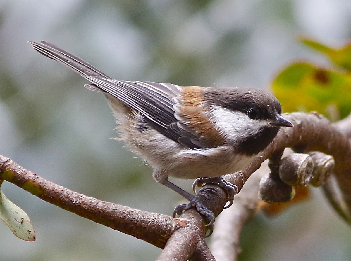 Chestnut-backed Chickadee - Don Roberson