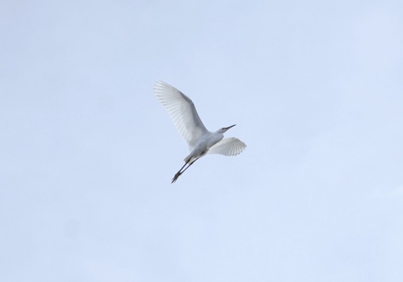 Snowy Egret - ML175327871