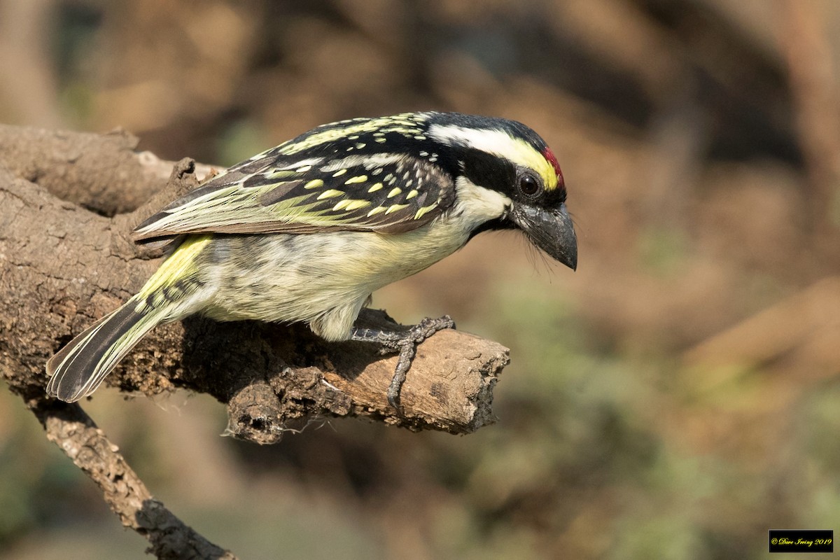 Pied Barbet - ML175328871